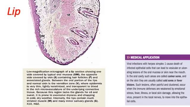 GIT Histology L1: Oral cavity, Lip, Tongue, Hard & and soft palate and teeth смотреть онлайн