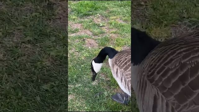 Надежный защитник. (Дикие гуси Казарки) смотреть онлайн