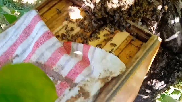 Подарок судьбы, на пасеку прилетел рой.