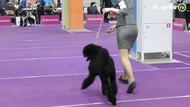 Конкурсы на выставке собак - Ребенок и собака - Юный хэндлер - Best in Show - Чемпионат IKU смотреть онлайн
