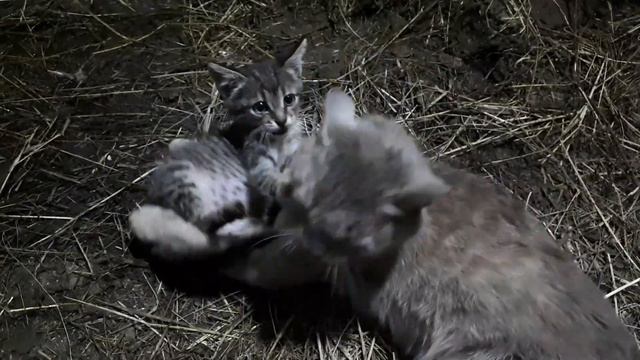 Кошачьи нежности смотреть онлайн