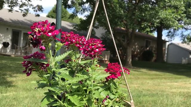 bee on petunia смотреть онлайн