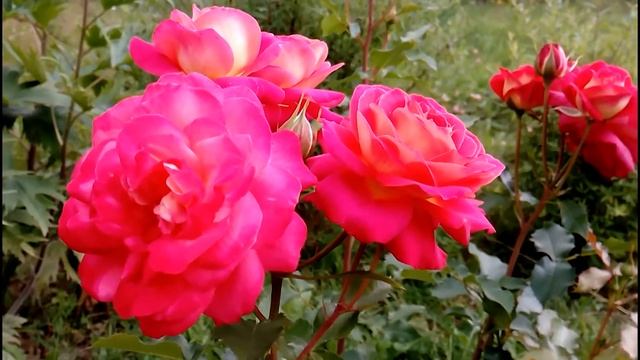 Роза Midsummer ,цветение в июле. смотреть онлайн