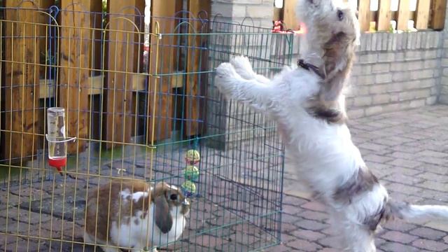 PETIT BASSET GRIFFON VENDEEN. Guus en Snuf!! смотреть онлайн