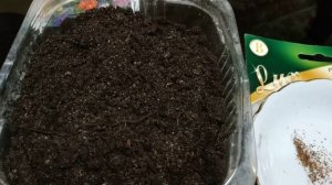 Вероника колосовидная и ее правила посева.