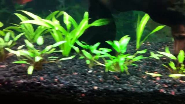 29 Gallon Planted Aquarium: Day 74 смотреть онлайн