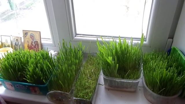 Выращивание травы для морской свинки, хомяка смотреть онлайн