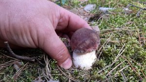 БЕЛЫЕ ГРИБЫ в Беломошнике. Сбор Белых Грибов на Зиму. За грибами в Сосновый Бор.