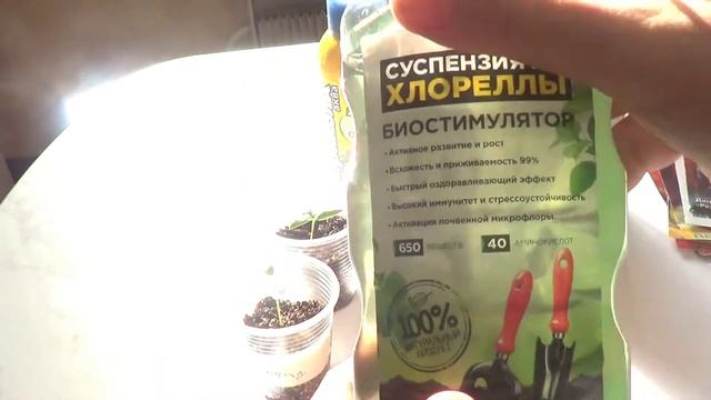 Перец весь взошел на 10 день - 100% всхожесть смотреть онлайн