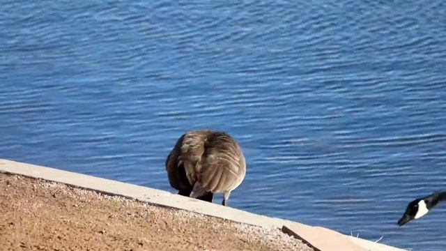 Feisty Goose смотреть онлайн