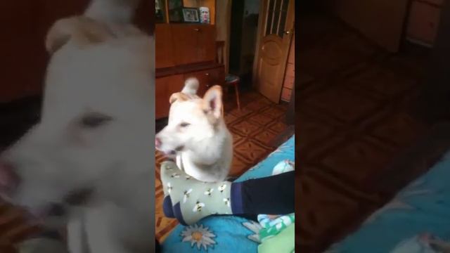 Первый день в новой семье малыша Ричи..Раньше он жил на цепи и никогда не был в доме..Веселуха😂 смотреть онлайн