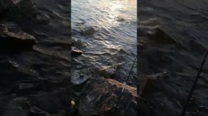 Ловля сазана на Балхаше. Рыбалка на Балхаше