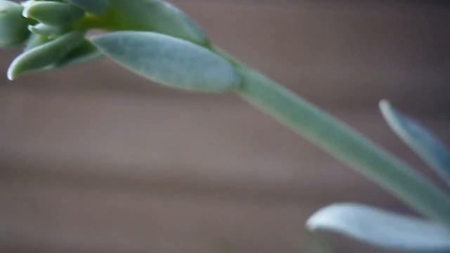 My Cotyledon undulata succulent in an amazing dusty orange flowers смотреть онлайн