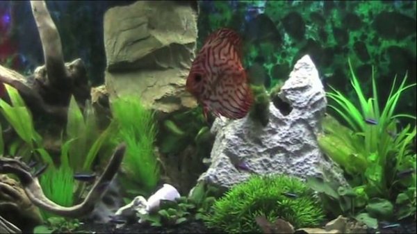 acquario discus scalari