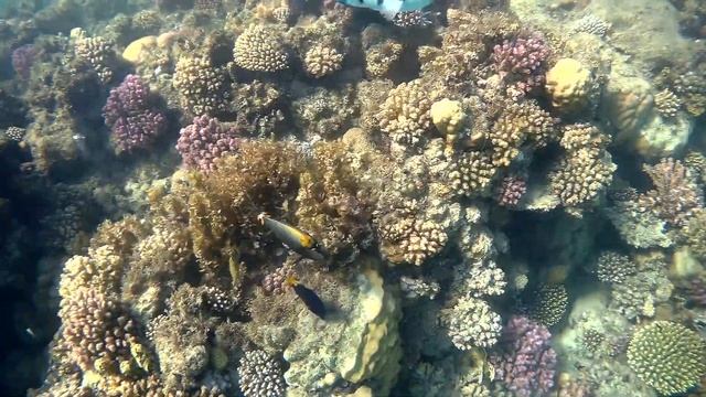 Yellowtail tang, Желтохвостая зебрасома смотреть онлайн