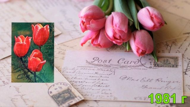 Моя коллекция. Советские почтовые открытки. Тюльпаны смотреть онлайн