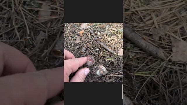 ГРИБНИК ОБЕССУДЕЛ ! БОРОВИКИ В МАЕ РАСТУТ !