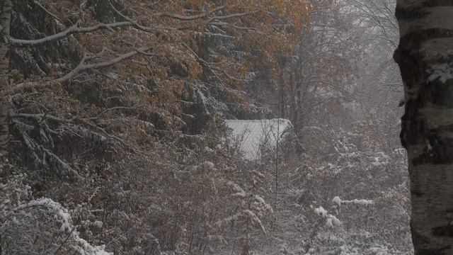 4K HDR First Snow - Peaceful Snowing - Relaxing Snowy Winter Video - Forest Snowfall - Sleep  Relax