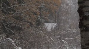 4K HDR First Snow - Peaceful Snowing - Relaxing Snowy Winter Video - Forest Snowfall - Sleep  Relax