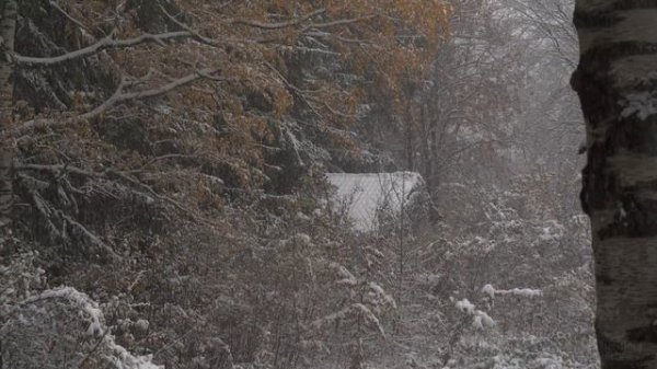 4K HDR First Snow - Peaceful Snowing - Relaxing Snowy Winter Video - Forest Snowfall - Sleep Relax