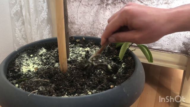 LİMON AĞACI YAPRAK SARARMASI ,Meyve ve yaprak dökmesine kesin çözüm смотреть онлайн