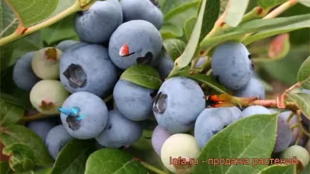 Голубика высокорослая Блюрей (vaccinium corymbosum) ? обзор: как сажать, саженцы голубики Блюрей смотреть онлайн