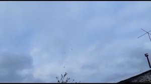 #Курские турманы. #Голуби Курского края