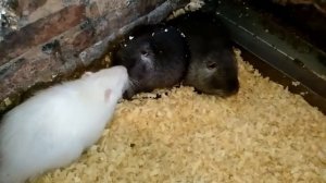 #разведение_нутрий_подсадка_самца_к_самкам