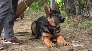 ДТ-74. Знакомьтесь, щенок немецкой овчарки Тор.