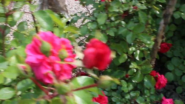 Розы Хот какао ,Бургунди айс,Сангрия Рабсодия ин Блю и розариум 2020 смотреть онлайн