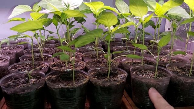 Как полив влияет на рост корней на примере перцев