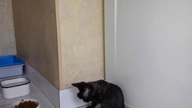 Nota*Re Devon Rex 6 ноября 2016 г. смотреть онлайн