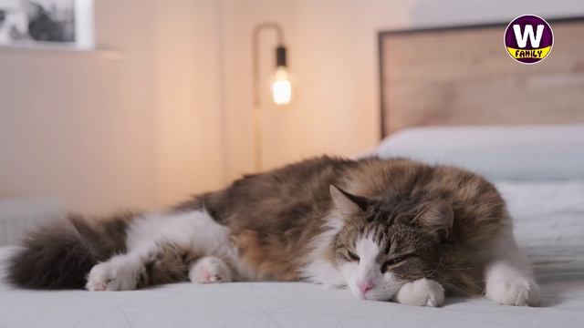 Savannah Cat vs Maine Coon - Which Is The Purrfect Pet? смотреть онлайн