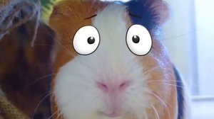 Поезд Пожиратель в Реальной Жизни - Поезд Пожиратель Песня Пародия - Свинка Бузя Челлендж