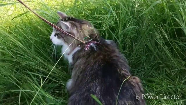 Гуляем с котом смотреть онлайн