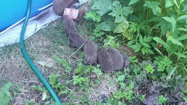Семейство ежей. Целый отряд ежат)) смотреть онлайн