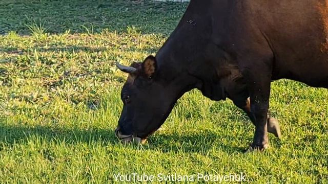 Корова пасётся на лугу. АСМР. Щипает травку. Как ест корова с аппетитом. Жизнь в деревне. ASMR смотреть онлайн
