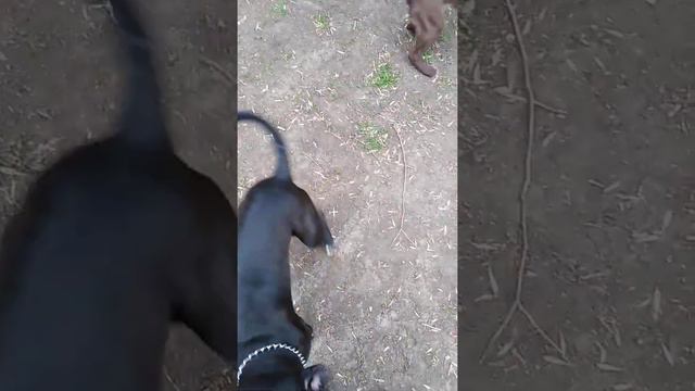 Питбуль укрепление хватки смотреть онлайн