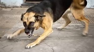 Про бешенство популярно и доступно