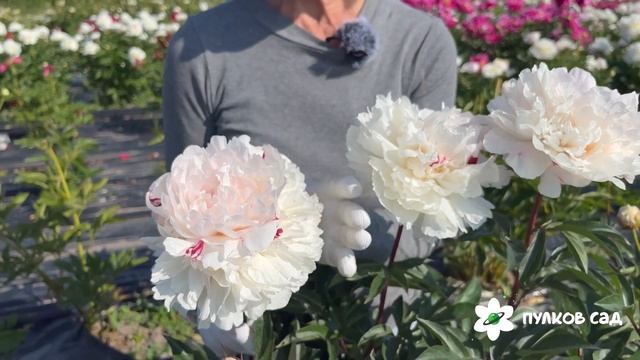 Ave Marie peony. Аве Мария пион. Пулков сад смотреть онлайн