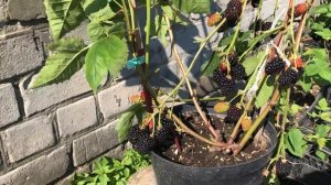 Ежевика Фридом в 5 литровом контейнере.