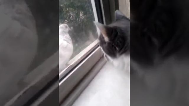 Lil'Squirrel is hunting (Бельчонок охотится) смотреть онлайн