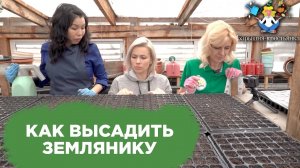 Выращиваем землянику из семечка | Барышня-крестьянка