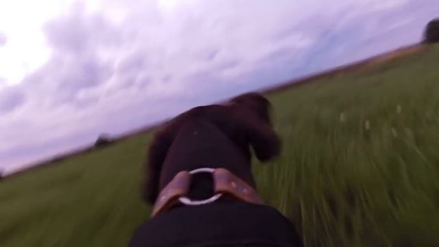 Дуплет по бекасам глазами легавой - снято экшкамерой Garmin Virb