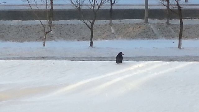 Один грач на крыше смотреть онлайн