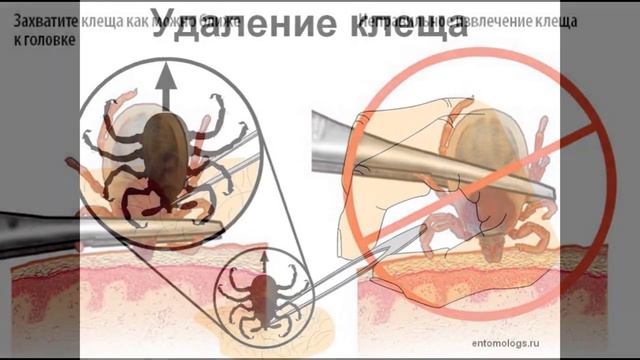 Путь к совершенству: открытие тайн природы