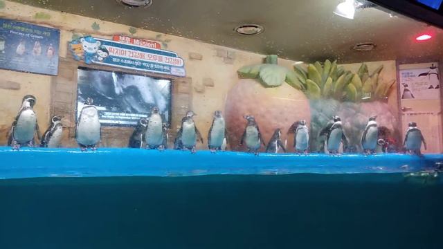 Пингвины! КоЭкс зоопарк в Сеуле, Корея. Penguins, CoEx Zoo, Seoul, Korea. смотреть онлайн
