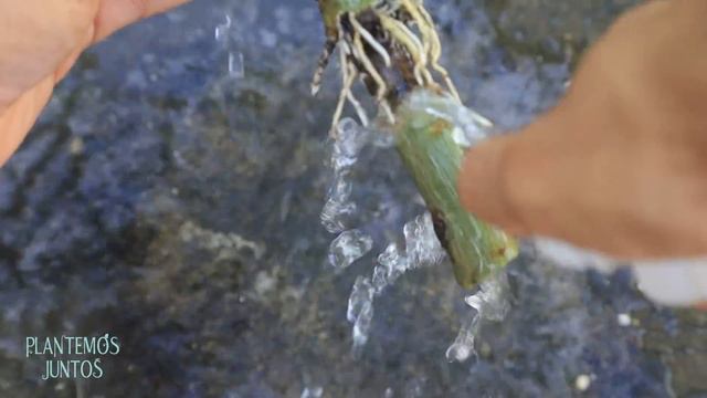 Como Reproducir ROSA del DESIERTO y Hacerla FLORECER ✅| Esquejes de Adenium смотреть онлайн