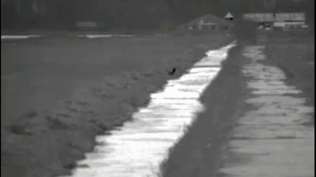 Spotting Fox and Otter with Pulsar Helion XQ50F смотреть онлайн