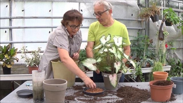 Conseils Jardinage: Caladium: Entretien Et Arrosage:  Plante Verte